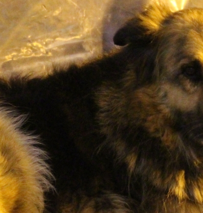 Perros en situación de calle: “A Chocolate lo iban a sacrificar por morder a una persona que le tiró un cigarrillo encendido”