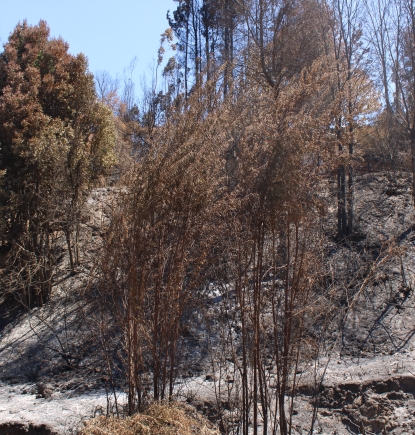El otro drama de los incendios: Los grandes quemados