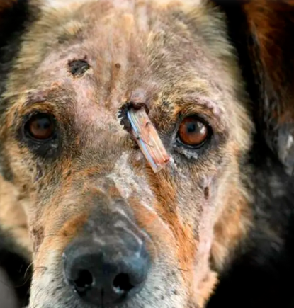 7 tips:  Para proteger a perros en el megaincendio